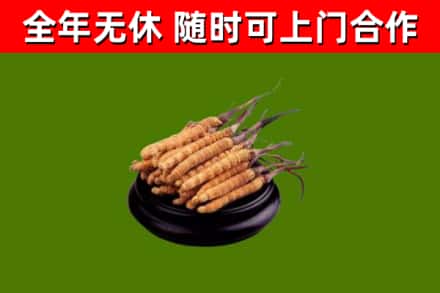 长汀县回收冬虫夏草