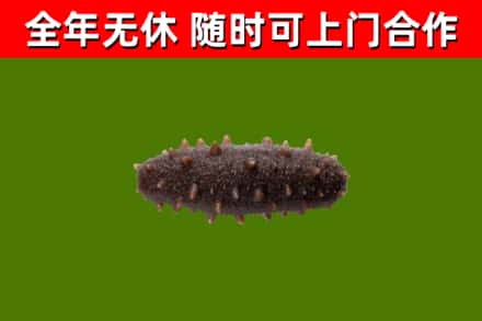 长汀县回收海参干